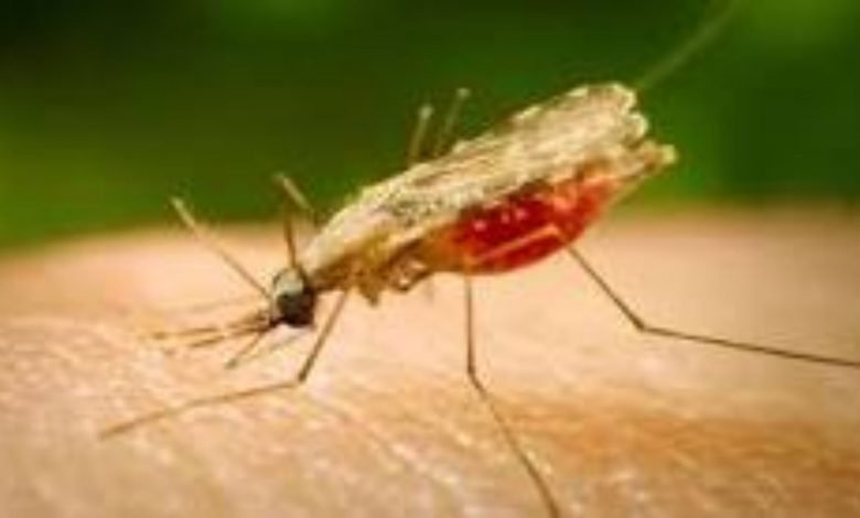 Rashtriya Mashal | जिले में कालाजार से बचाव के लिए डीडीटी का छिड़काव